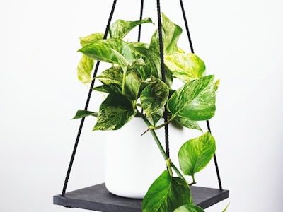 欧冠赛后战报图片 - 球员庆祝胜利